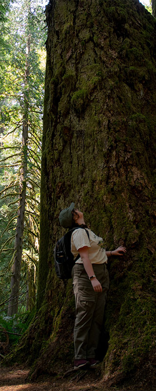 Olivia looking up at a massive old growth tree in a rainforst at Olympic Naional Park