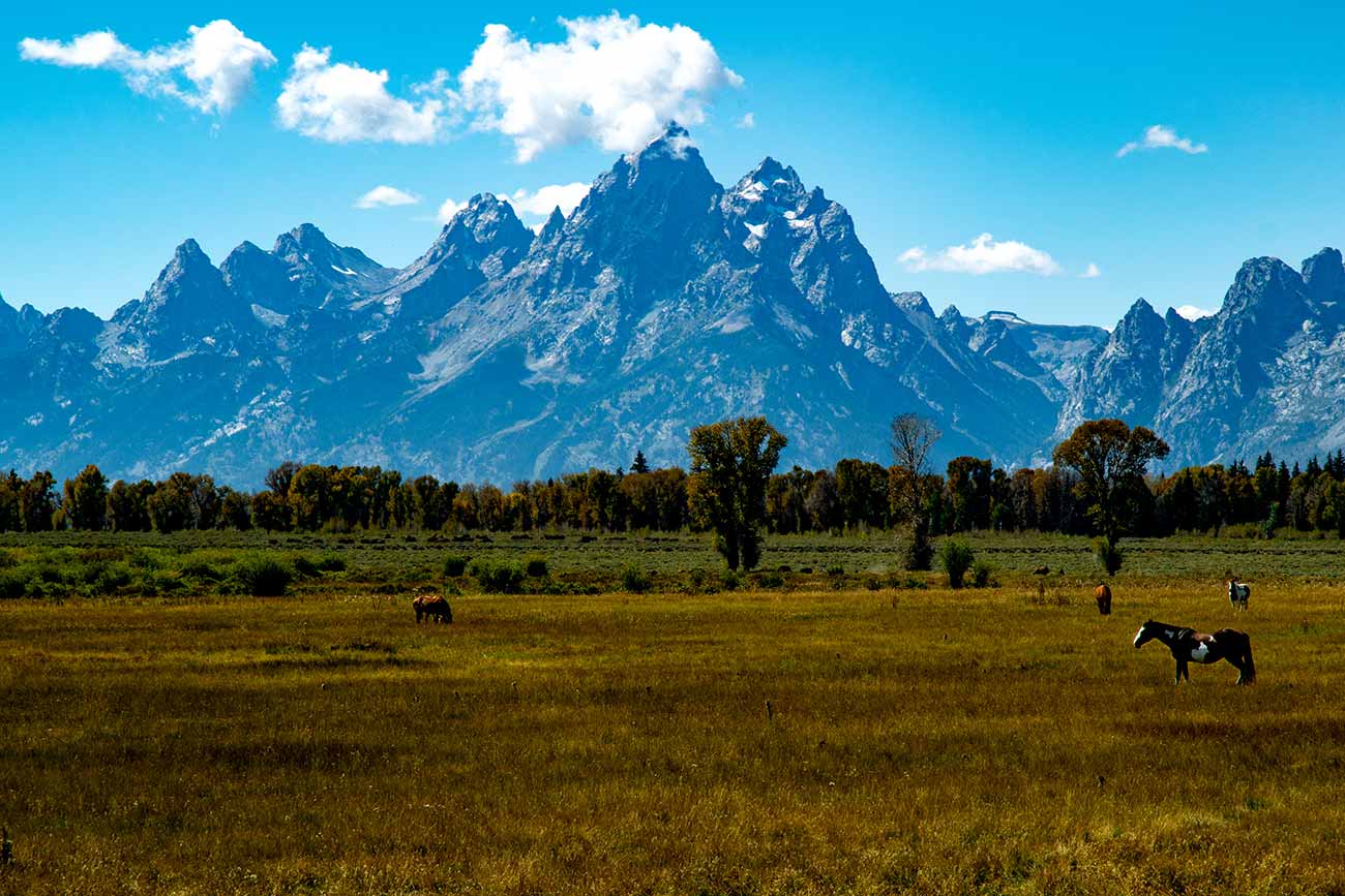 Horses grazing in front of the Teton mountains