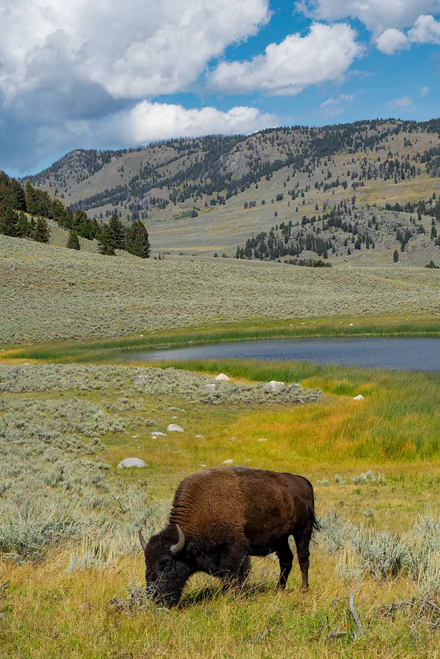 Lone bison grazing in Lamar Valley, Yellowstone National Park